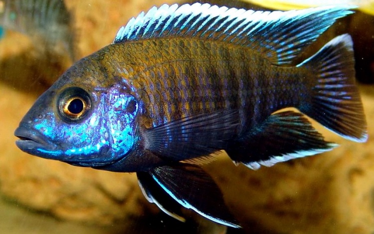 Aulonocara sp. 'walteri'